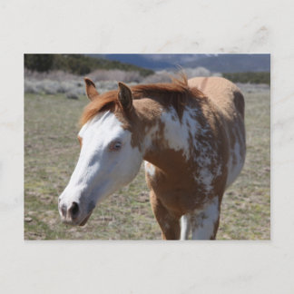 Young Blue Eyes Postcard
