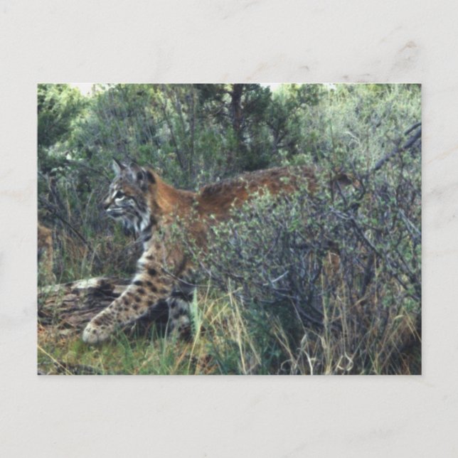 young bobcat, central Oregon Postcard (Front)