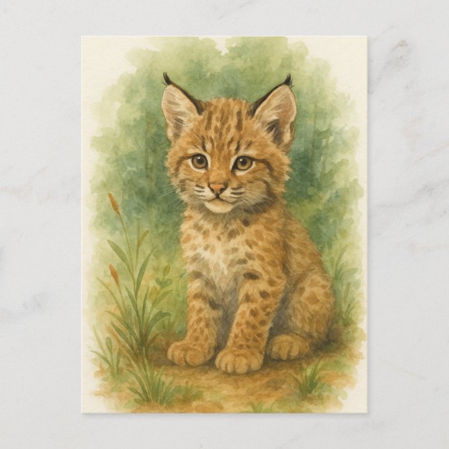 Young Bobcat Kitten Cat Baby Wild Animals Postcard (Front)