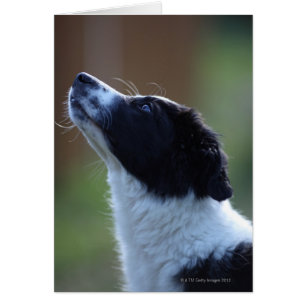 Young Border Collie