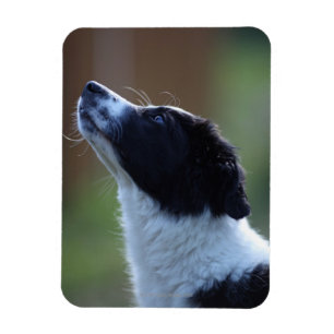 Young Border Collie Magnet
