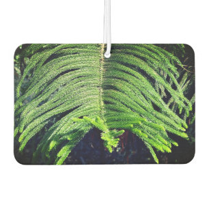 Young branch of an Araucaria Car Air Freshener