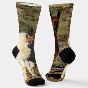 Young Brown And White Alpacas, Crew Socks