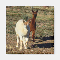 Young Brown And White Alpacas, 