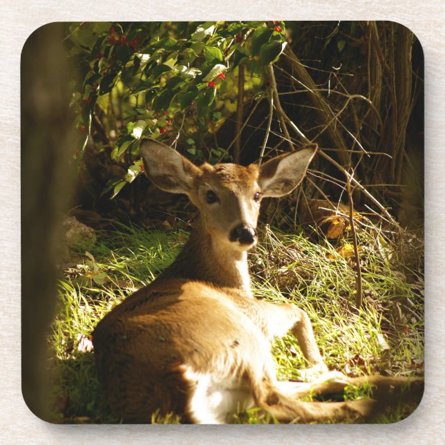 Young Buck Coasters - set of 6 (Front)