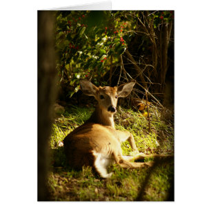 Young Buck In The Meadow