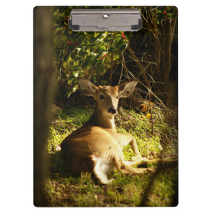 Young Buck In The Meadow Clipboard