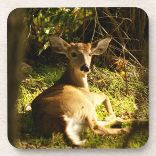Young Buck In The Meadow Coaster
