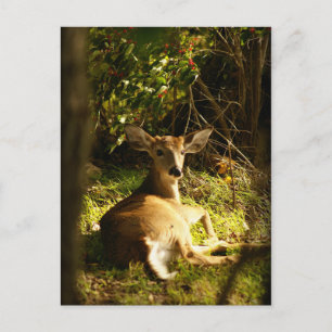 Young Buck In The Meadow Postcard