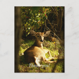Young Buck In The Meadow Thank You Postcard