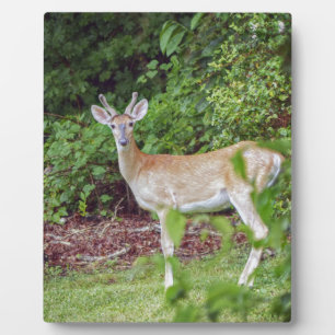 Young Buck in Velvet Plaque
