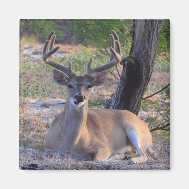 Young Buck Magnet (Front)