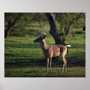 Young Buck Poster