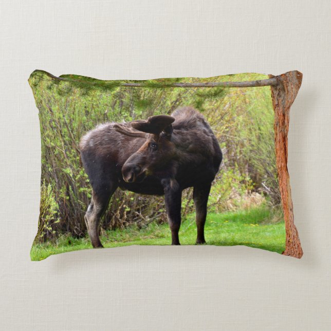 Young Bull Moose Decorative Cushion (Front)
