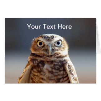 Young Burrowing Owl