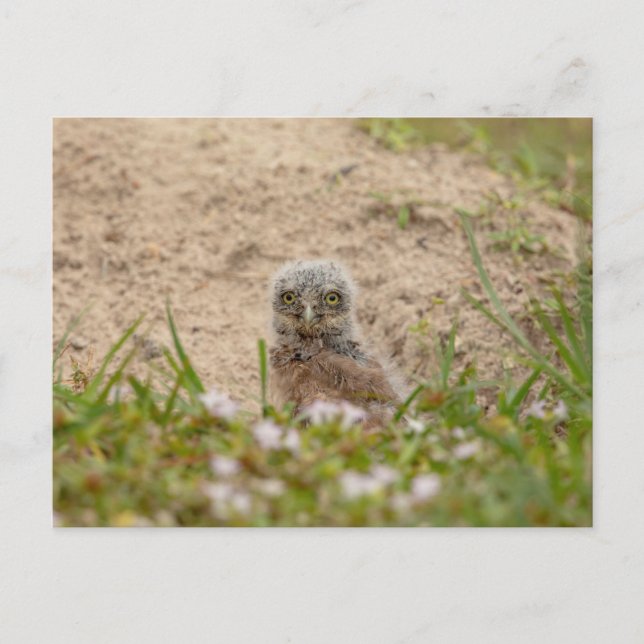 Young Burrowing Owl in Florida Postcard (Front)