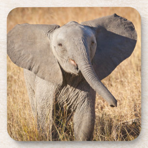 Young Bush Elephant Coaster