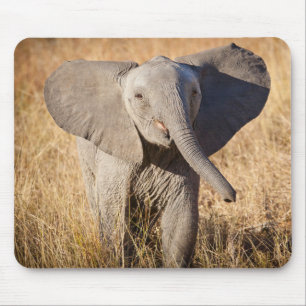 Young Bush Elephant Mouse Pad