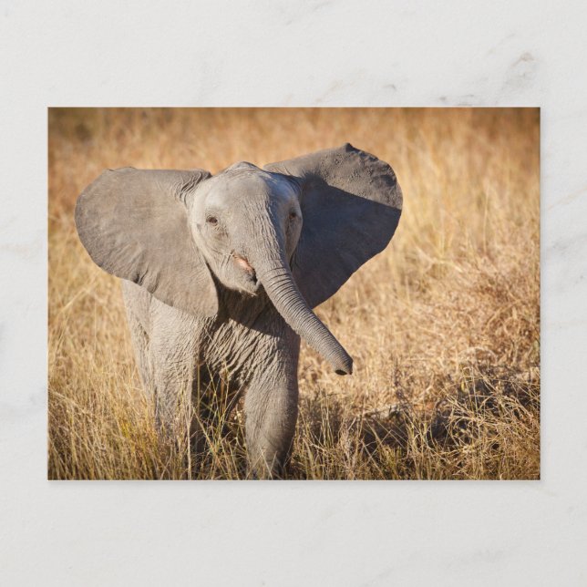Young Bush Elephant Postcard (Front)