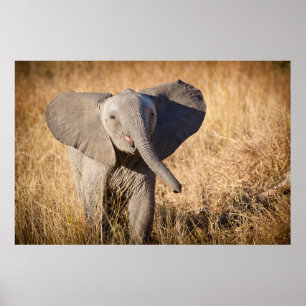 Young Bush Elephant Poster