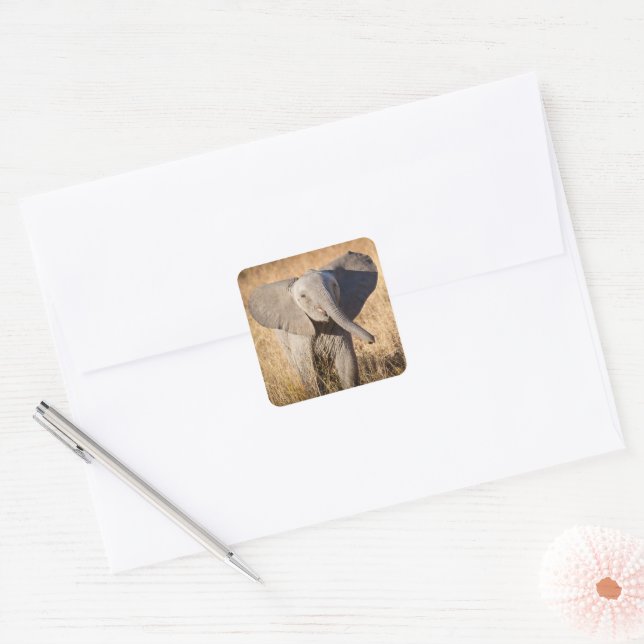 Young Bush Elephant Square Sticker (Envelope)