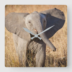Young Bush Elephant Square Wall Clock