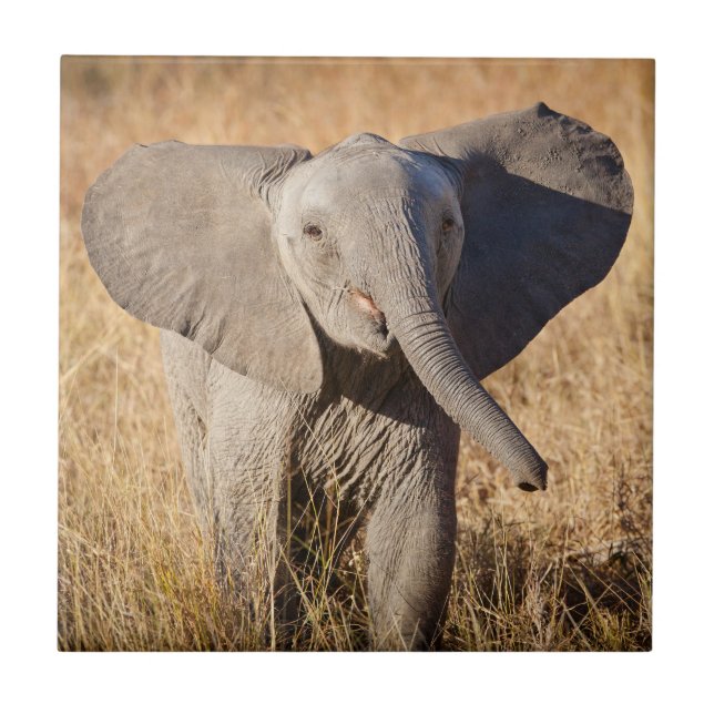 Young Bush Elephant Tile (Front)