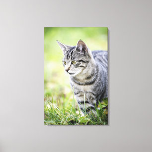 Young cat in nature canvas print