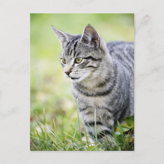 Young cat in nature postcard