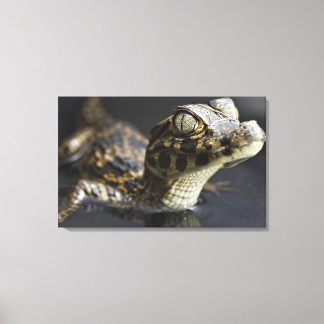 Young cayman in water with reflection canvas print (Front)