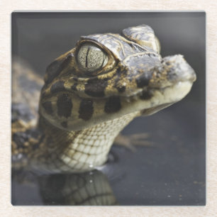 Young cayman in water with reflection glass coaster