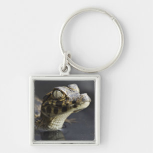 Young cayman in water with reflection key ring