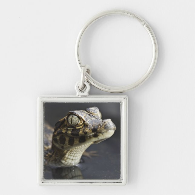 Young cayman in water with reflection key ring (Front)