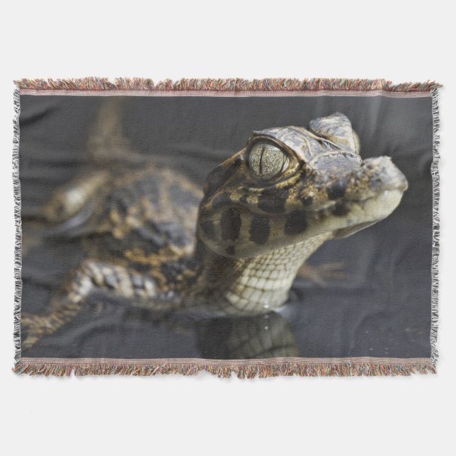 Young cayman in water with reflection throw blanket (Front)