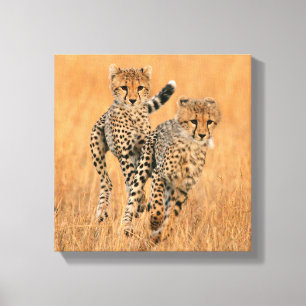 Young Cheetahs (Acinonyx Jubatus) Running Canvas Print