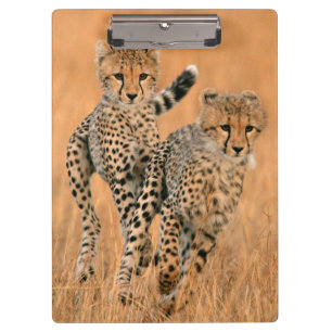 Young Cheetahs (Acinonyx Jubatus) Running Clipboard