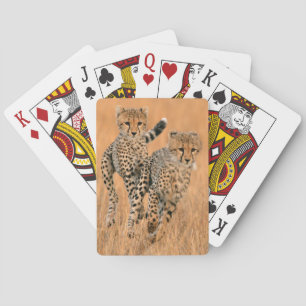 Young Cheetahs (Acinonyx Jubatus) Running Playing Cards