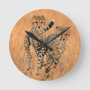 Young Cheetahs (Acinonyx Jubatus) Running Round Clock