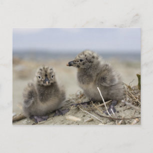 Young chicken postcard