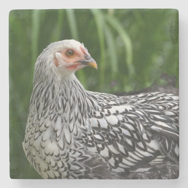 Young Chicken Stone Coaster (Front)