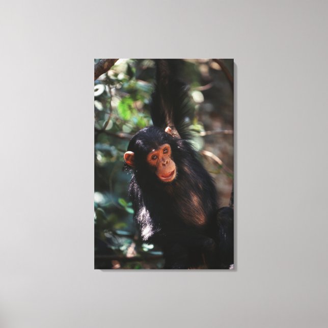 Young Chimpanzee Canvas Print (Front)