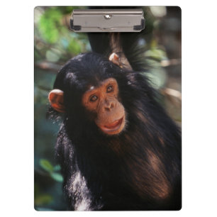Young Chimpanzee Clipboard