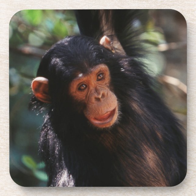 Young Chimpanzee Coaster (Front)