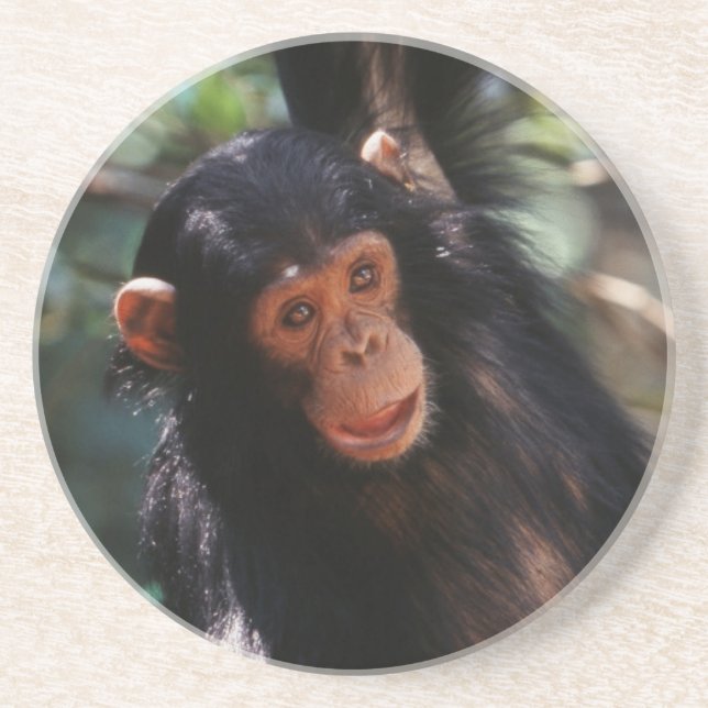 Young Chimpanzee Coaster (Front)