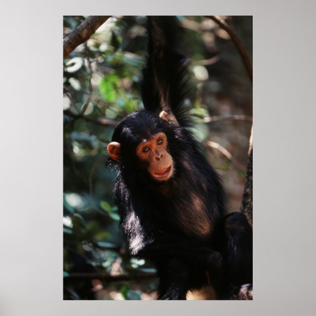 Young Chimpanzee hanging at forest Poster (Front)