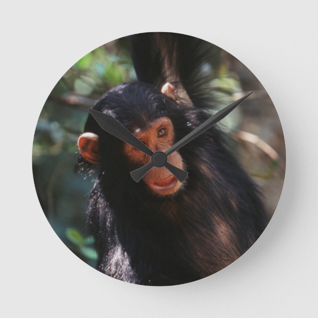 Young Chimpanzee hanging at forest Round Clock (Front)