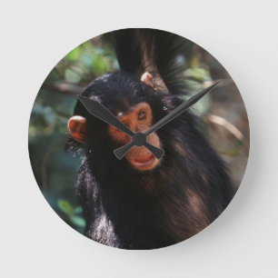 Young Chimpanzee hanging at forest Round Clock