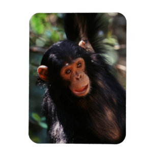 Young Chimpanzee Magnet