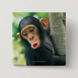 Young Chimpanzee (Pan troglodytes) 15 Cm Square Badge