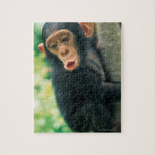 Young Chimpanzee (Pan troglodytes) Jigsaw Puzzle